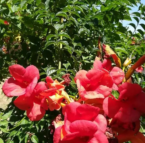 D'hotes Neptune Wood Bed & Breakfast Arzens